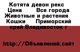 Котята девон рекс › Цена ­ 1 - Все города Животные и растения » Кошки   . Приморский край,Владивосток г.